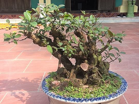 Cây sim rừng thường mọc thành chùm có nhiều nhánh nhỏ, khá thích hợp để tạo hình bonsai.