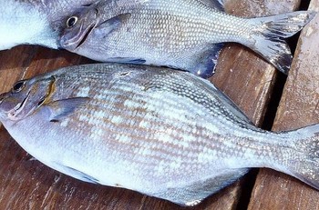 Loại cá nghe tên đã nổi da gà, xưa giá rẻ bèo nay thành đặc sản nổi tiếng một vùng, giá lên đến 200.000 đồng/kg