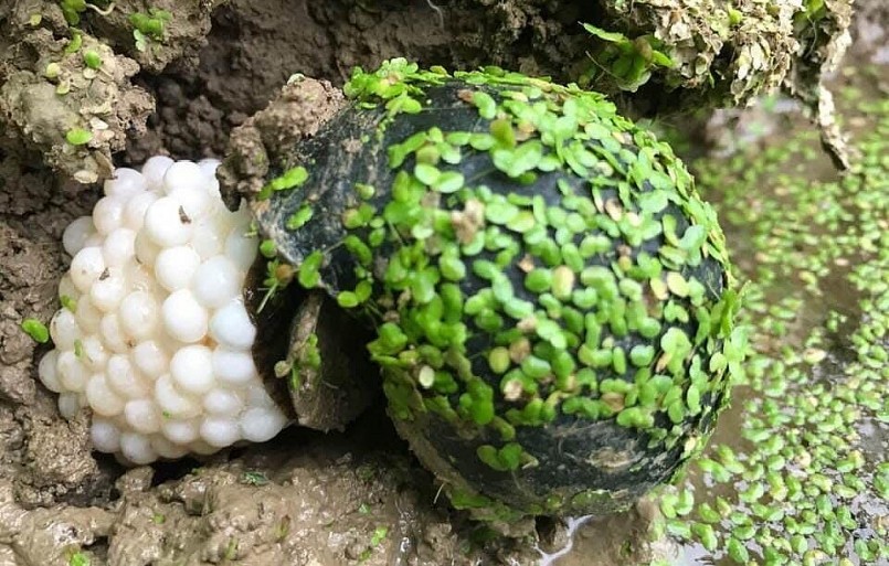 8X ở Ninh Bình đã làm giàu từ mô hình nuôi ốc nhồi với bí quyết ấp trứng ốc.