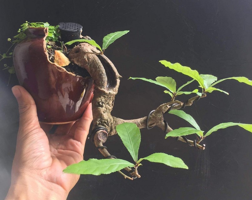 Theo anh Phước, người trồng bonsai lộc vừng phải có phong cách riêng của mình, từ đó họ mới tạo được những dáng thế đậm chất cá nhân.