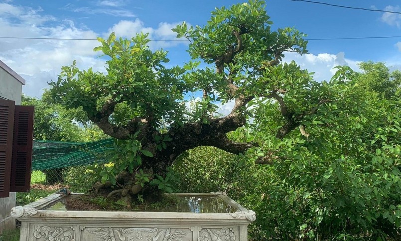 Những bonsai lộc vừng giá trị cao tại vườn anh Đính.