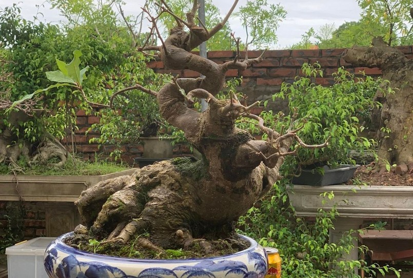 Những gốc cây như củi khô được tạo tác thành bonsai độc lạ giá hàng trăm triệu đồng.