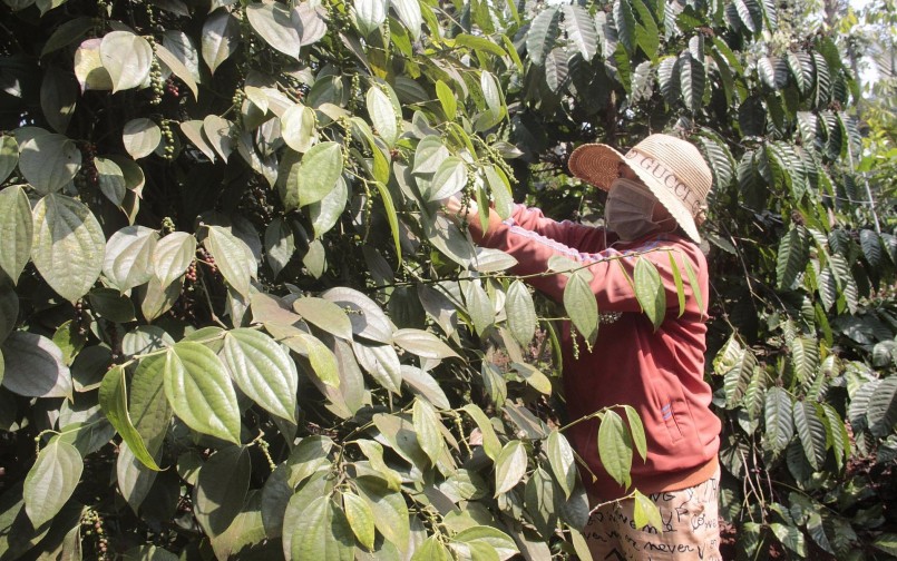 Nhiều hộ dân thực hiện mô hình trồng hồ tiêu, sầu riêng xen canh trong vườn cà phê.