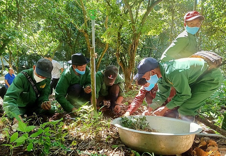 Vườn sâm Ngọc Linh đang được chăm sóc, bảo vệ trên huyện Tu Mơ Rông, tỉnh Kon Tum.