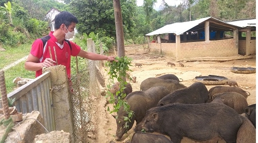 Anh Trần Văn Công đang cho heo rừng lai ăn