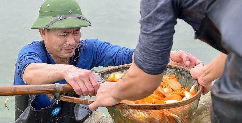 thị trấn Tân Phong, huyện Quảng Xương (Thanh Hóa) được mệnh danh là 'thủ phủ' cá chép đỏ, nơi đây thường tấp nập người mua cá dịp Tết Ông táo.