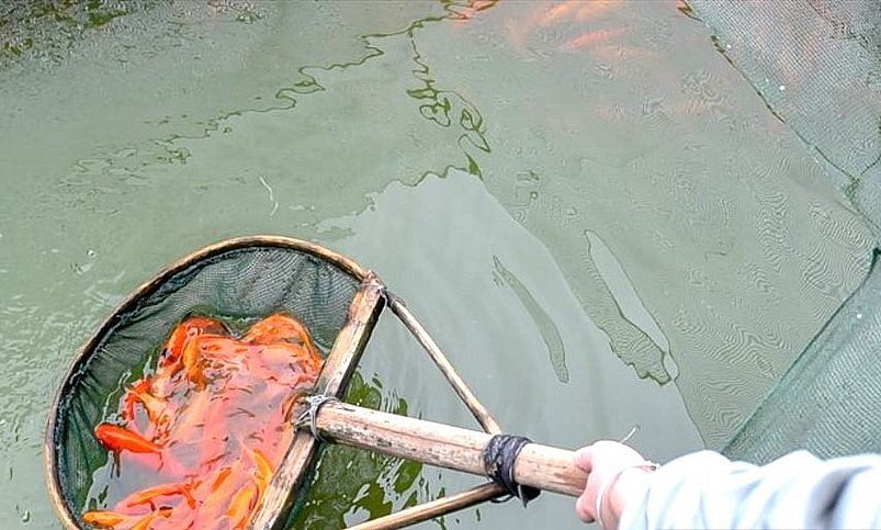 Được biết chỉ tính riêng 2 thôn Tân Cổ và Bái Chúc (thị trấn Tân Phong, huyện Quảng Xương), có đến hàng trăm hộ dân nuôi cá chép đỏ, cung ứng ra thị trường hàng chục tấn cá trong dịp cận ngày ông Công ông Táo. 