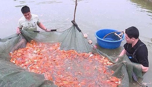 Gia đình anh Nguyễn Trọng Chiến ở thôn Tân Trúc là một trong những hộ có nghề nuôi cá giống lâu đời, hiện gia đình anh có hàng chục bể nuôi cá chép đỏ phục vụ trong dịp Tết.