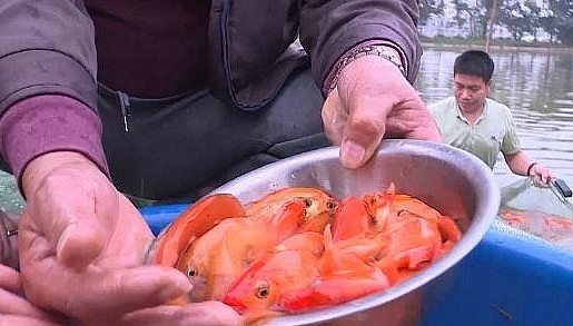 Cá chép đỏ nuôi ở thôn Tân Trúc có hình dáng đẹp, đỏ đều, cá sống khỏe nên được người dân các tỉnh từ Thanh Hóa đến Thừa Thiên Huế rất ưa dùng. 