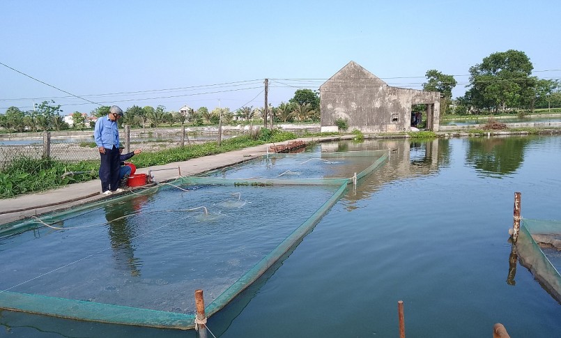 Khu nuôi cá chép đỏ của gia đình anh Nguyễn Trọng Chiến.