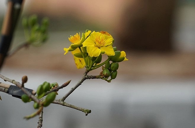 Hoa của mai cổ thụ bắt đầu nở 5 cánh với màu vàng sặc sỡ.