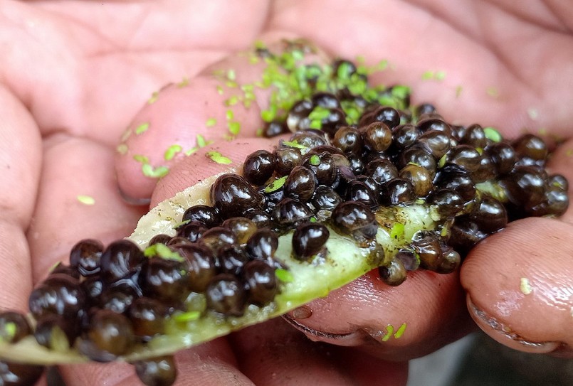 Khám phá với hơn 64 về mô hình nuôi ốc bươu đen ở huế hay nhất  Tin học  Đông Hòa