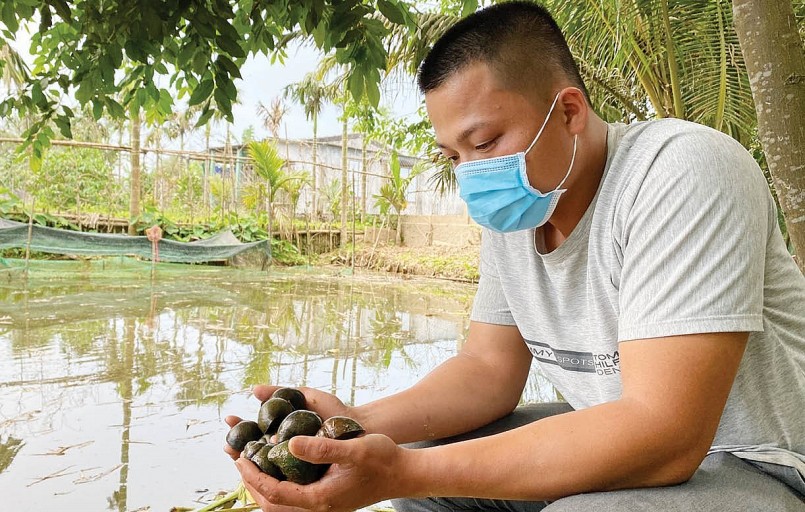 Anh Đặng Tài Thi (xã Quảng An, huyện Quảng Điền, tỉnh Thừa Thiên Huế) kiểm tra tốc độ sinh trưởng của ốc bươu đen.