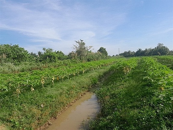 Toàn cảnh mô hình trồng đu đủ vàng bán dịp tết tại ấp Khánh Hội, thị trấn Ngã Sáu, huyện Châu Thành, tỉnh Hậu Giang