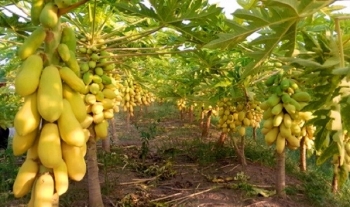 Trồng cây sai trĩu quả vàng, chưa đến Tết thương lái đã mua hết cả vườn, nông dân thu trăm triệu mỗi năm