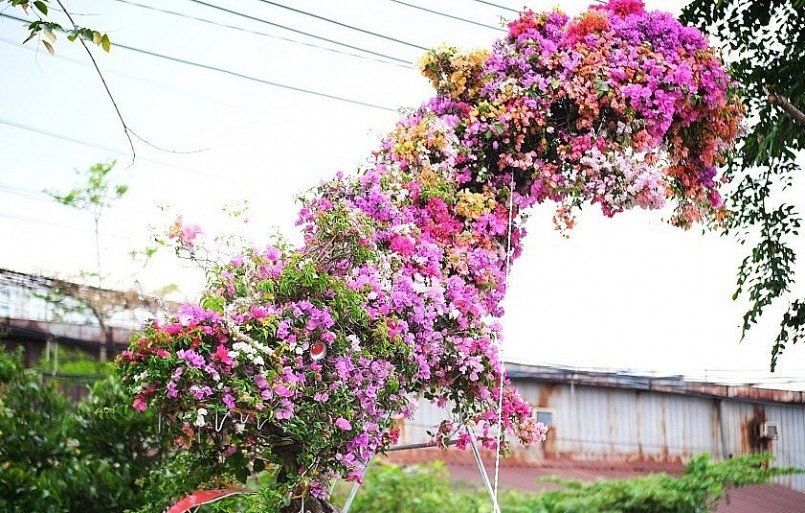 Cây hoa giấy dáng rồng bay độc nhất Việt Nam.