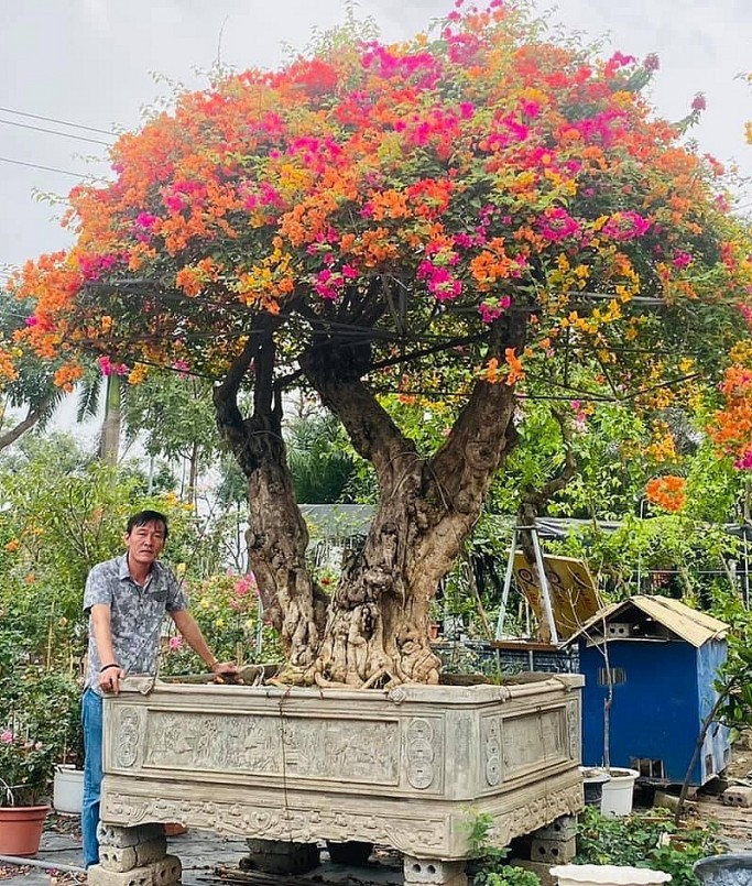 Siêu phẩm cây hoa giấy 5 màu khủng nhất Việt Nam được các đại gia săn lùng.