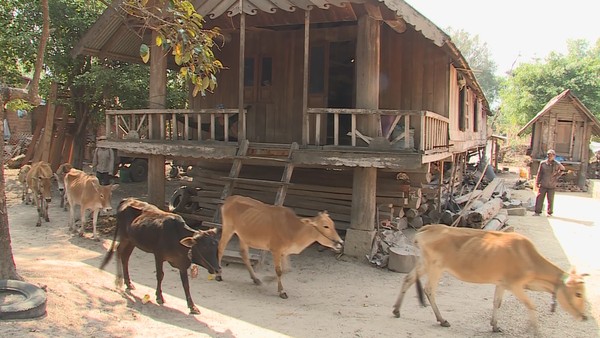 Đắk Lắk: Xử lý tình trạng vận chuyển, buôn bán trâu, bò trái phép qua biên giới