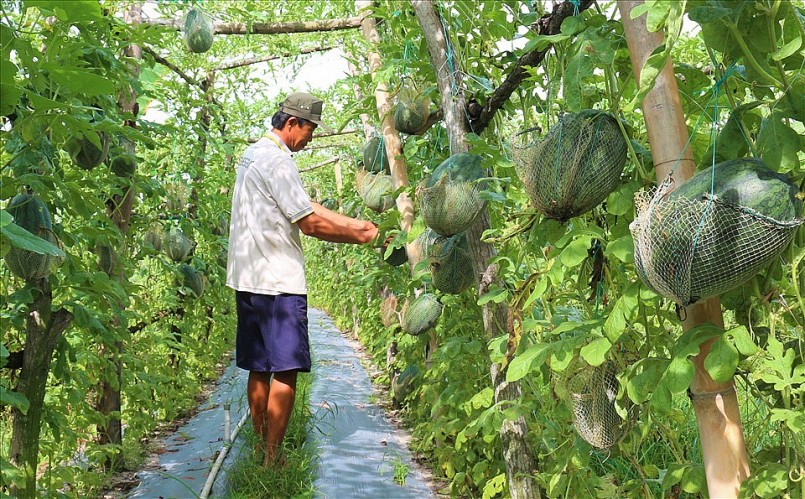 Mê mẩn với vườn dưa hấu leo giàn trái treo lủng lẳng, đẹp như xứ sở thần tiên, bán giá cao vẫn cháy hàng