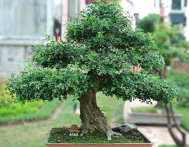 Cây nguyệt quế trồng cảnh hoặc tạo dáng bonsai cũng rất đẹp.
