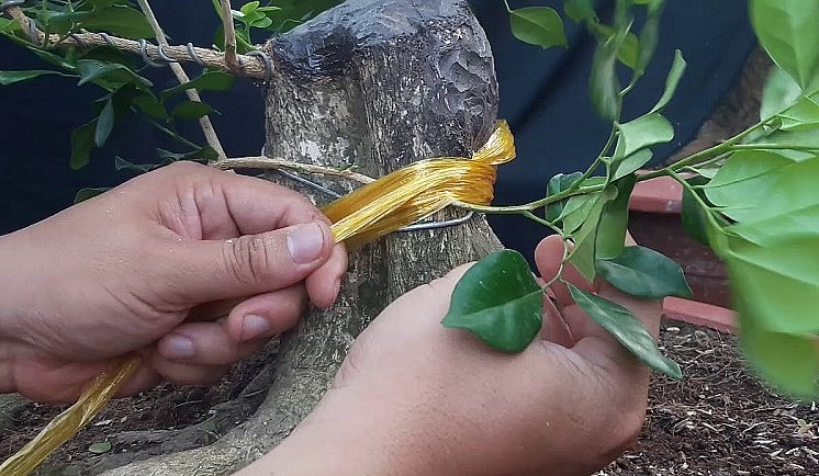 Tạo dáng bonsai cho nguyệt quế cũng không quá khó.