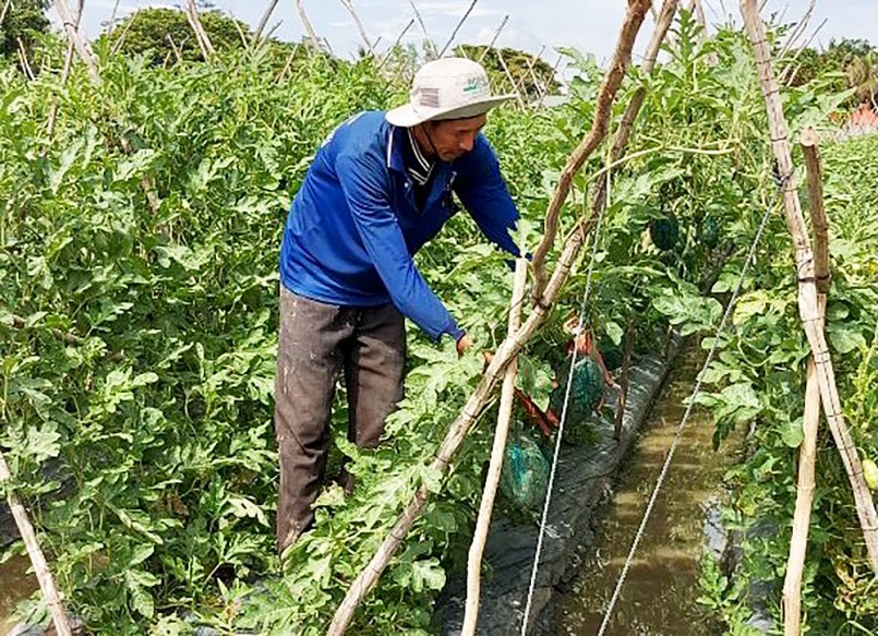 Dưa hấu leo giàn là cách làm mới được nông dân Phạm Hoàng Lộc (thường gọi là Tư Kiệt, ngụ ấp Hòa Lợi 3, xã Vĩnh Lợi, huyện Châu Thành, An Giang) áp dụng trên chính ruộng dưa của mình. Dù đây là lần đầu thử nghiệm, nhưng mô hình trồng dưa hấu leo giàn thể hiện nhiều ưu điểm về chi phí sản xuất, năng suất và lợi nhuận. Qua mô hình này sẽ gợi mở những triển vọng mới trong sản xuất đối với những nông dân đang canh tác dưa hấu