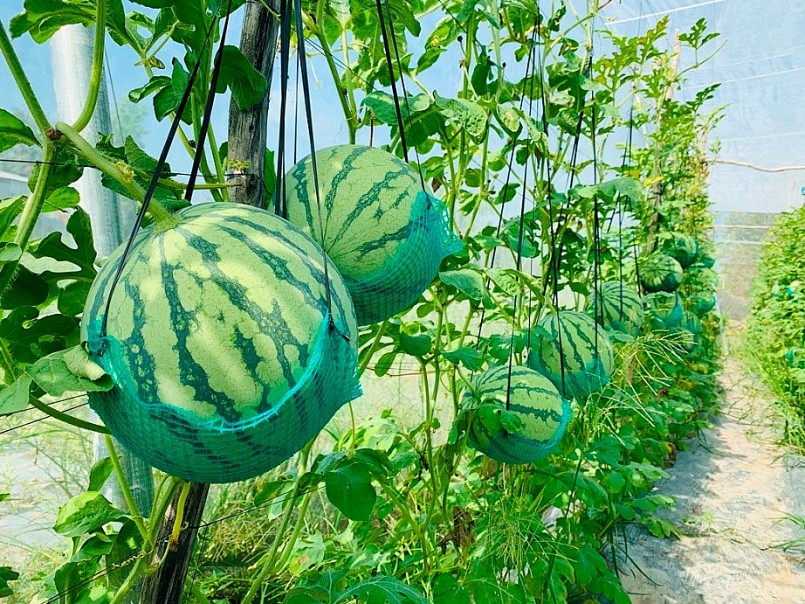  Anh Huỳnh Công Quyển, xã Vĩnh Thành, huyện Châu Thành (An Giang), là nông dân tiên phong đưa dưa hấu lên giàn và trồng trong nhà lưới ở địa phương. Chuẩn bị vụ dưa Tết năm nay, anh xuống giống từ cuối tháng 10 (âm lịch), tăng diện tích canh tác lên 4 công đất trồng dưa hấu không hạt (giống “Mặt trời đỏ”), dự kiến thu hoạch vào khoảng 23, 24 tháng Chạp, năng suất khoảng 20 tấn. “Có kinh nghiệm, được cán bộ kỹ thuật của Trạm Khuyến nông huyện Châu Thành hướng dẫn kỹ thuật, ứng dụng công nghệ cao nên vụ Tết tôi thu lợi nhuận cao nhất. Năm nào, dưa hấu bán ra thị trường cũng đảm bảo chất lượng, thịt dưa chắc, ngọt, màu da sáng bóng, mua chưng mấy ngày Tết xong xẻ ra ăn ngon, không bị hư. Được khách hàng ăn khen ngon, khen đẹp còn gì vui bằng”, anh Quyển phấn khởi chia sẻ