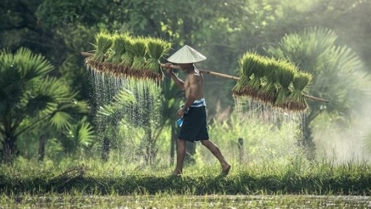Bất ngờ nông dân Thái thích trồng giống lúa Việt hơn giống bản địa