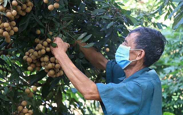 Tin vui cho người trồng nhãn khi trái nhãn Việt Nam đã xuất khẩu Nhật Bản.