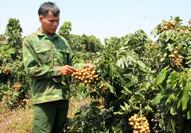 Việt Nam có khoảng 80.000 ha nhãn, đứng trong top 5 các loại cây ăn quả có diện tích lớn nhất cả nước.