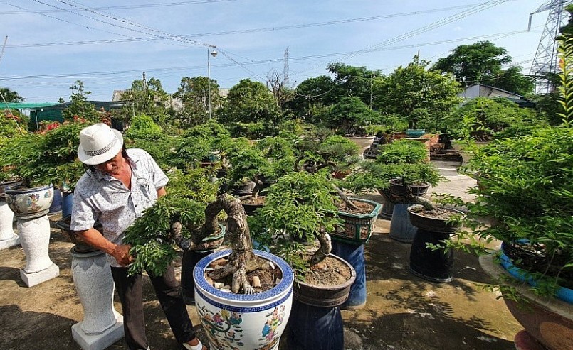 Ông Nam dành toàn tâm sáng tạo những sản phẩm bonsai me độc lạ để thỏa niềm đam mê.