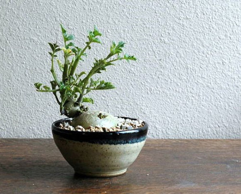 Chỉ nhìn thoáng qua, ít ai đoán được chậu bonsai này là từ một củ khoai tây.
