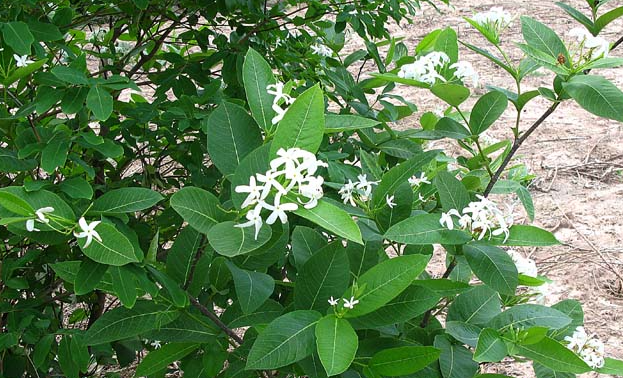 Bất ngờ công dụng của cây mộc hoa trắng với bệnh viêm đại tràng