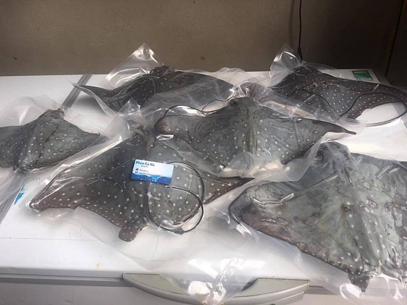 Loài cá đặc sản có mùi lạ xưa ít người ăn, nay thành “của hiếm” vùng biển có giá 270.000 đồng/kg