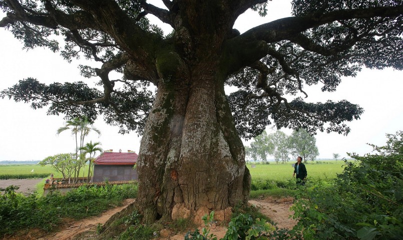 Cây trôi cổ thụ đã được công nhận là cây di sản Việt Nam.