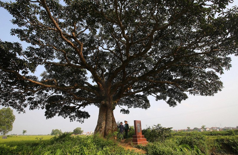 Tương truyền, cây trôi được Sứ quân Đỗ Cảnh Thạc, thời Đinh Bộ Lĩnh trồng làm mốc ranh giới giữa làng Bình Đà và làng Sinh Quả, xã Bình Minh.