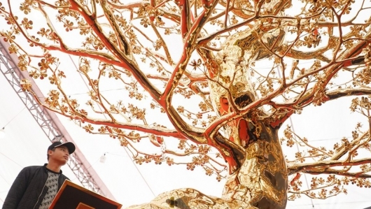 Ngắm cây mai mạ vàng lớn nhất Việt Nam giá 6 tỷ đồng