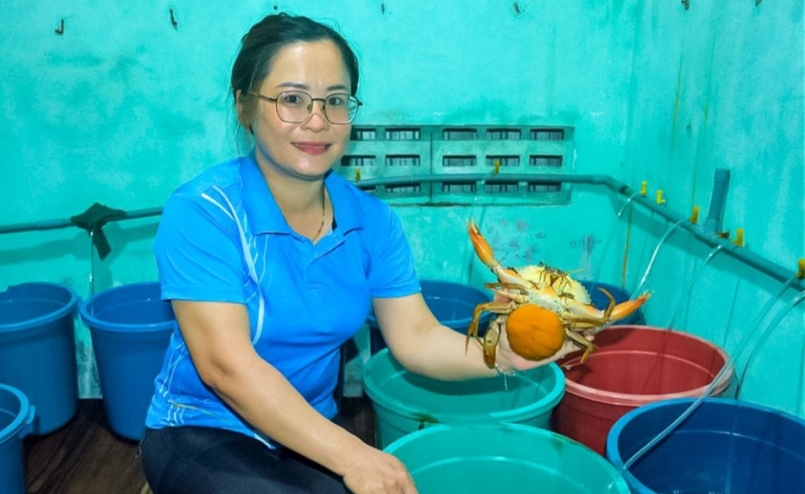 Chị Trần Thị Chinh, Khóm 7, thị trấn Năm Căn, huyện Năm Căn (tỉnh Cà Mau) làm nghề nuôi vỗ cua mẹ gần 15 năm