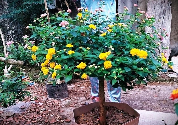 Một cây dại được thuần hóa tạo thành cây hoa nhiều màu sắc bắt mắt.