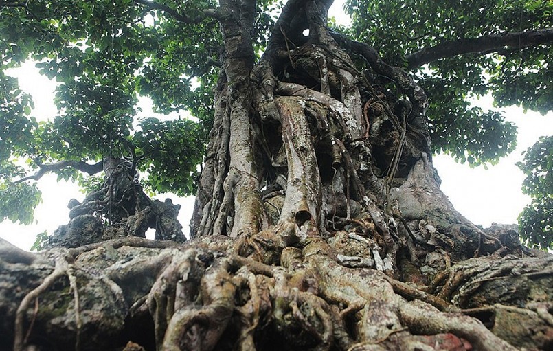 “Cửu long tranh châu” là một tác phẩm bonsai sanh cổ thụ độc đáo.