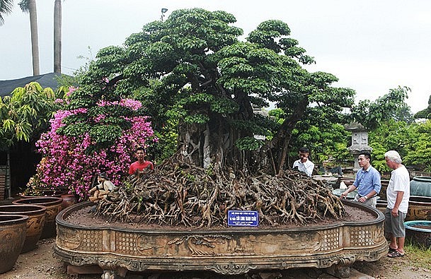 Siêu phẩm bonsai sanh cổ thụ  với dáng cây mô tả chín con rồng đang tranh nhau một viên ngọc.
