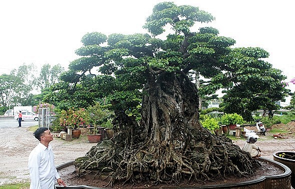 Thế cây bonsai sanh cổ thụ này đã được các nhà sưu tập cây trong lịch sử tạo tác mà thành đến nay đã được các nghệ nhân phục dựng lại nguyên mẫu.