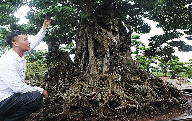 Những bí ẩn quanh siêu phẩm bonsai 