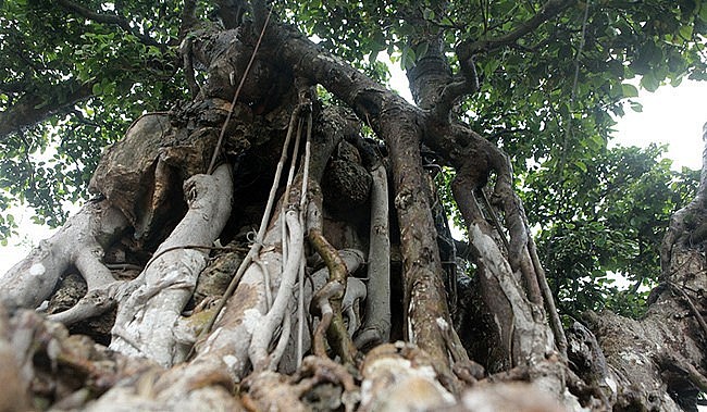 Hiện tại bộ rễ bonsai sanh cổ thụ bện chặt vào đá, sụn sịn biến dị tuôn chảy như nhám thạch. Màu da của cây có màu gần giống với màu đá trơ trên các mỏm núi đá vôi ở Cao Nguyên Đá Đồng Văn, Hà Giang.