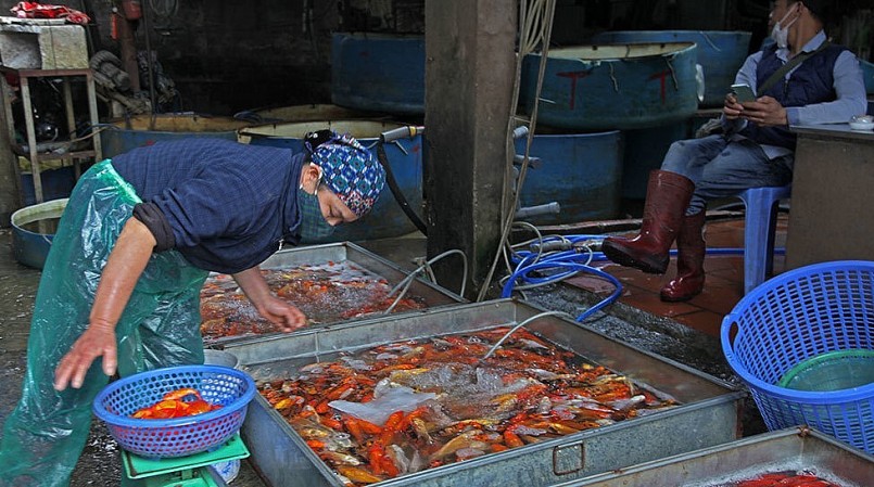 Thị trường cá chép cúng ông Công ông Táo bắt đầu sôi động.