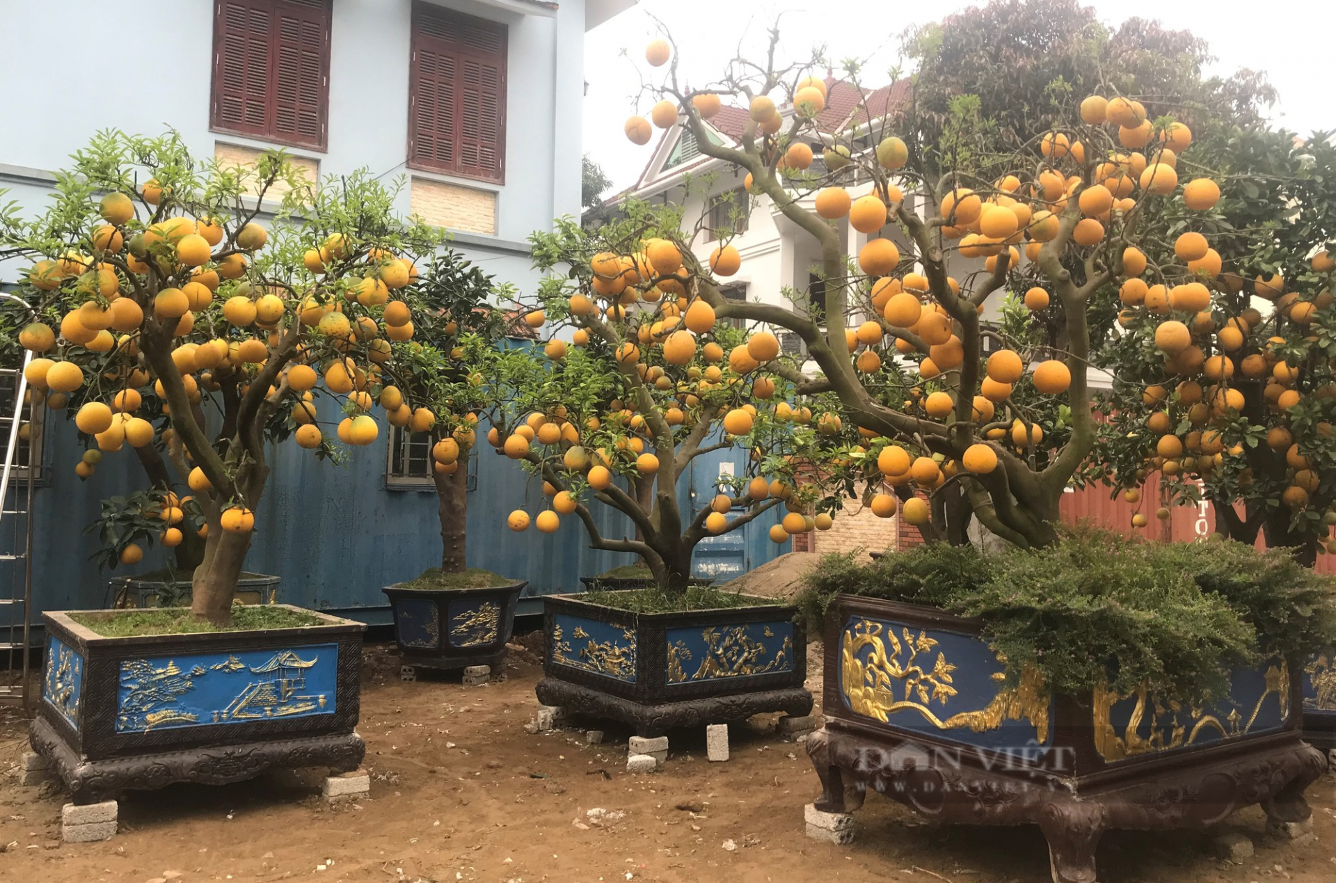 Thứ cây cảnh chưng Tết lạ mắt ở Nghệ An, lá bị vặt sạch, chỉ thấy toàn quả vàng