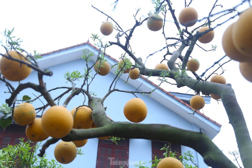 Thứ cây cảnh chưng Tết lạ mắt ở Nghệ An, lá bị vặt sạch, chỉ thấy toàn quả vàng