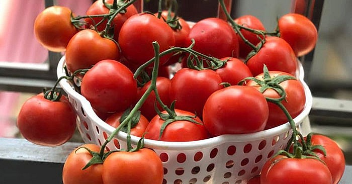 Cà chua là trái cây tốt, nhưng ăn thế nào để không gây hại cho sức khoẻ?