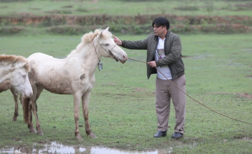 Ông Vi Văn Lương, cán bộ thú y xã Phong Vân (huyện Lục Ngạn, tỉnh Bắc Giang) chăm sóc, kiểm tra sức khỏe cho đàn ngựa bạch.