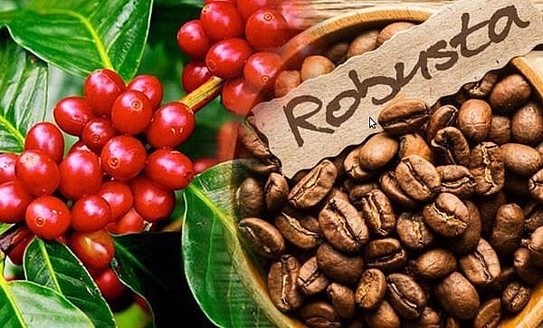 Giá nông sản hôm nay (07/1) diễn biến trái chiều khi giá cà phê bất ngờ giảm mạnh 700 đồng/kg.